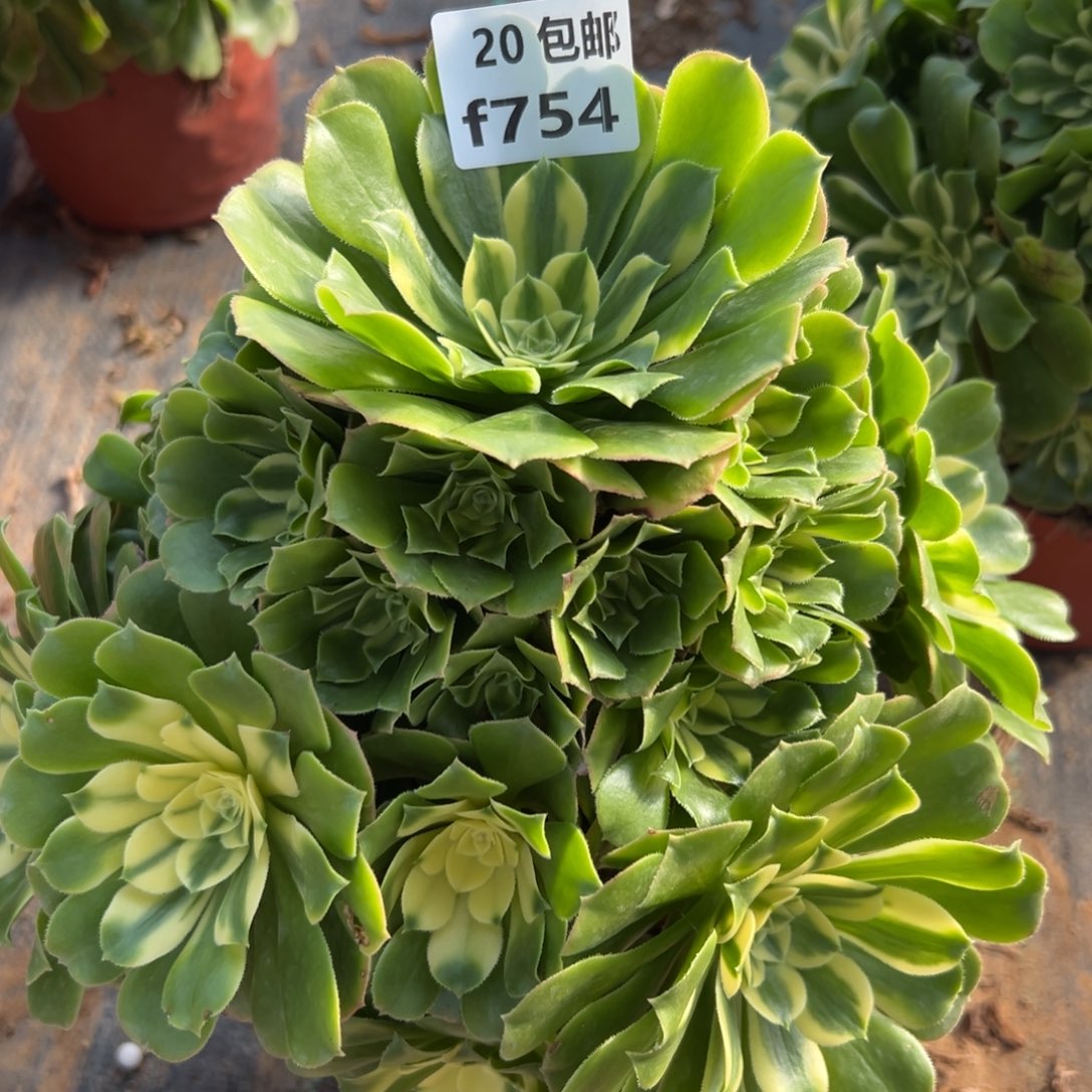 754新尼亚，满20包邮嘟叮熊