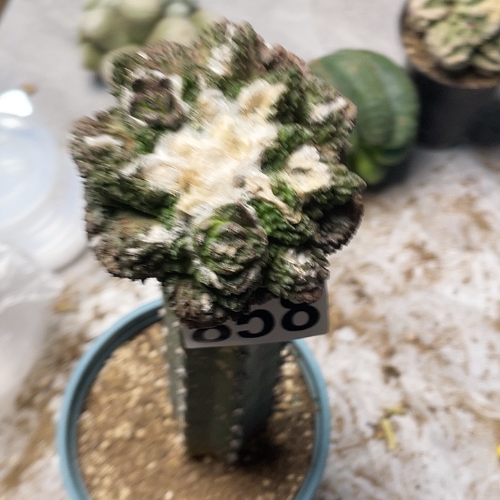 完全开放858哥斯拉多头