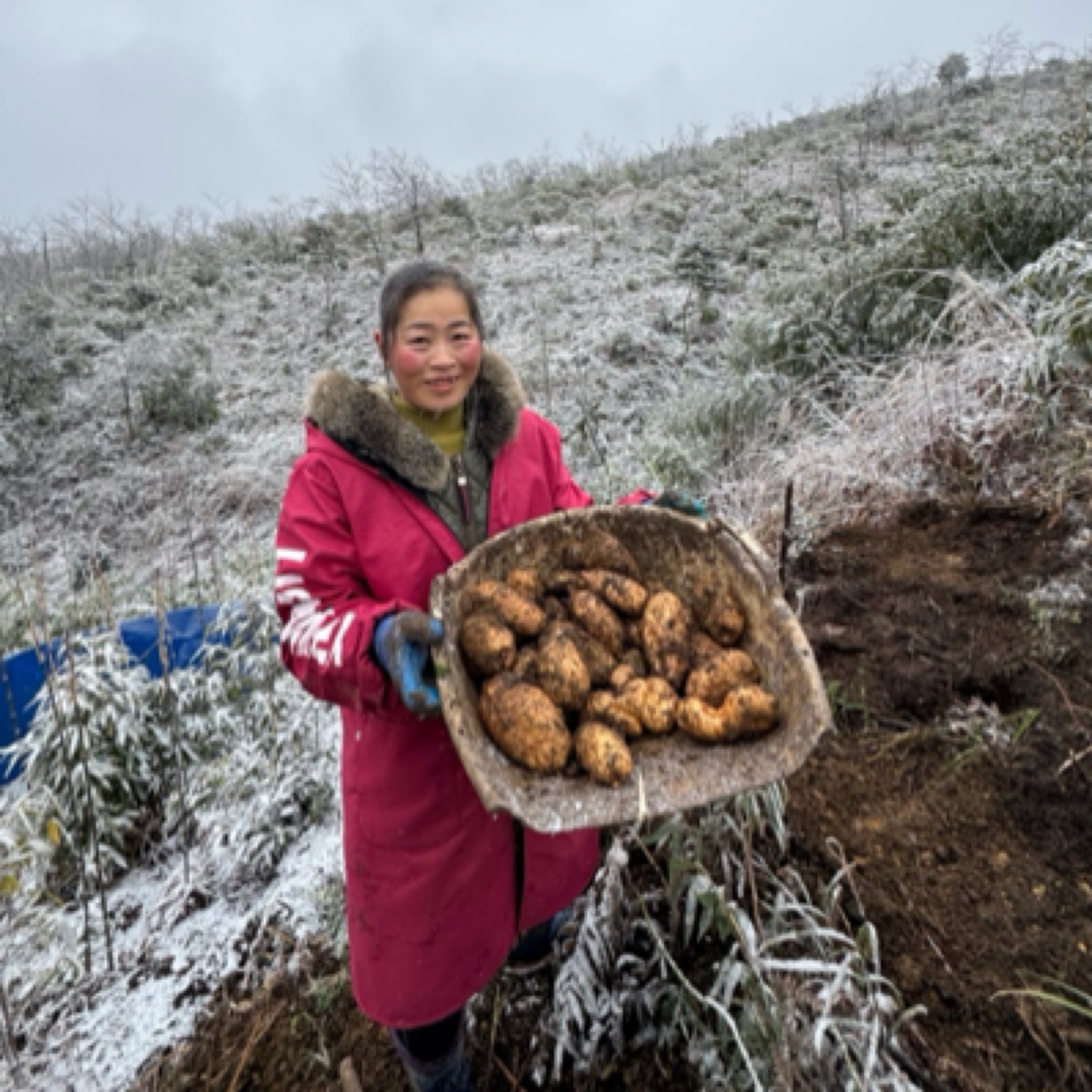 师弟家天麻云南昭通小草坝仿野生高山天麻腐殖土粉糯甘甜新鲜天麻