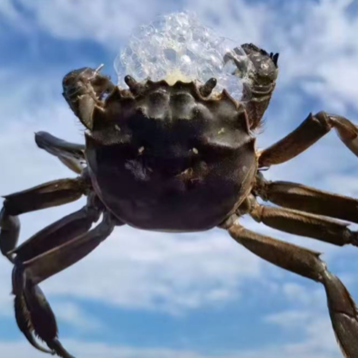 河蟹母蟹2斤装沈阳同城