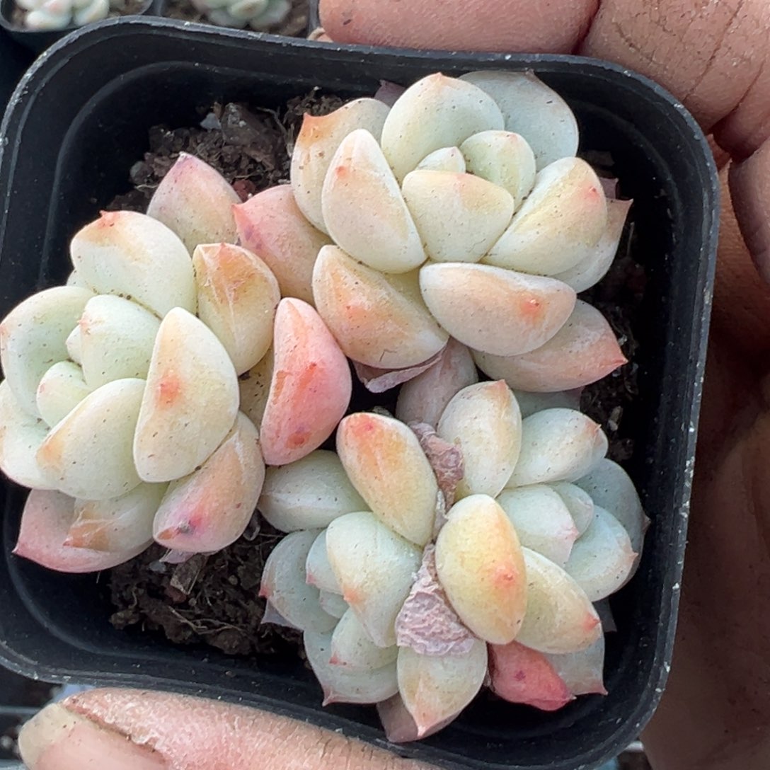 小卡拉米糖心一物一拍