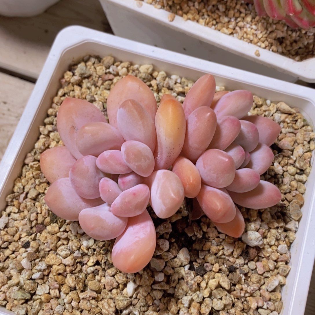 一物一拍多肉植物满38包邮多肉