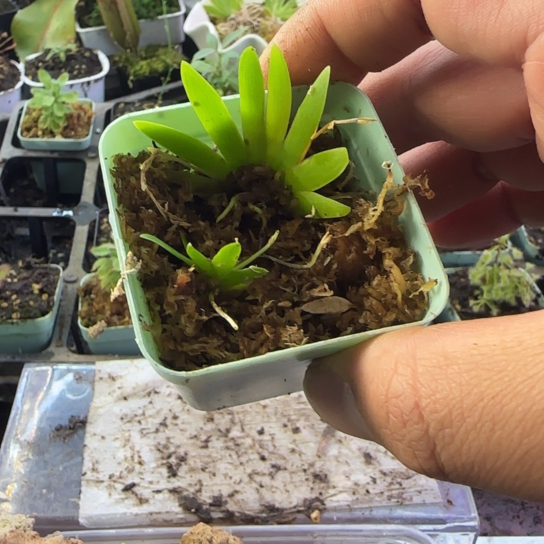 s***9完全开放扇叶文心兰