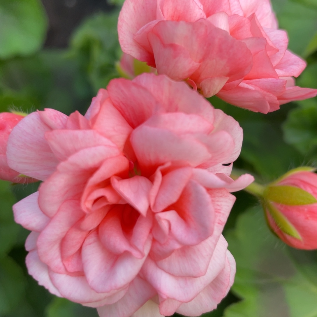 完全开放红珊瑚重瓣