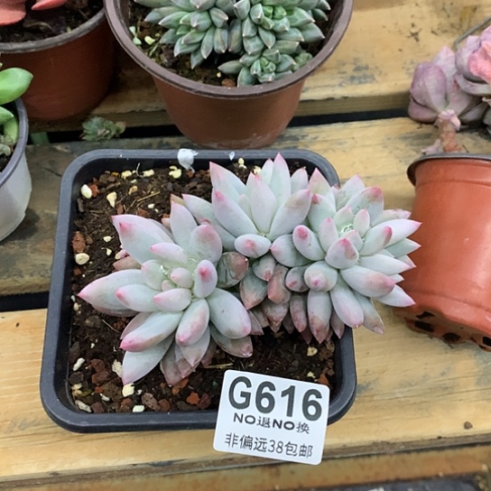 所罗门朵朵缀616 全场默认微瑕7-8天发货