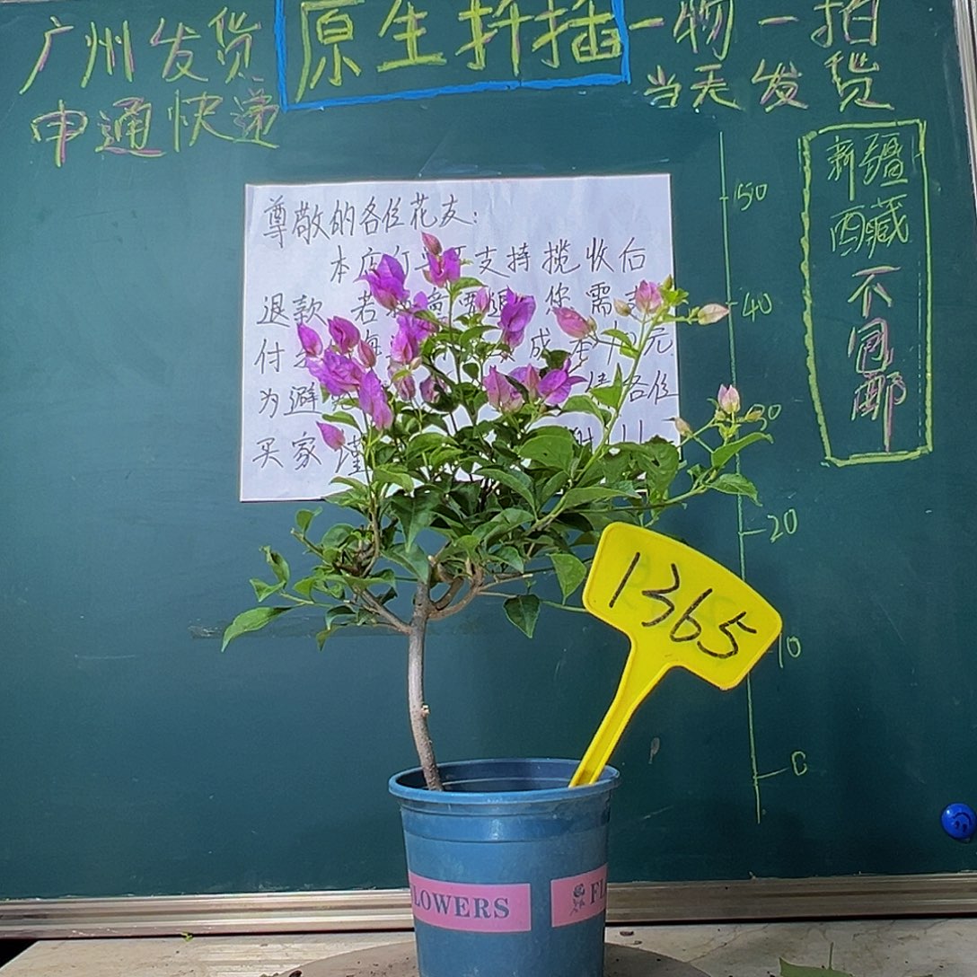 当前无花栽培后可以开花造型 绿叶雪紫1365