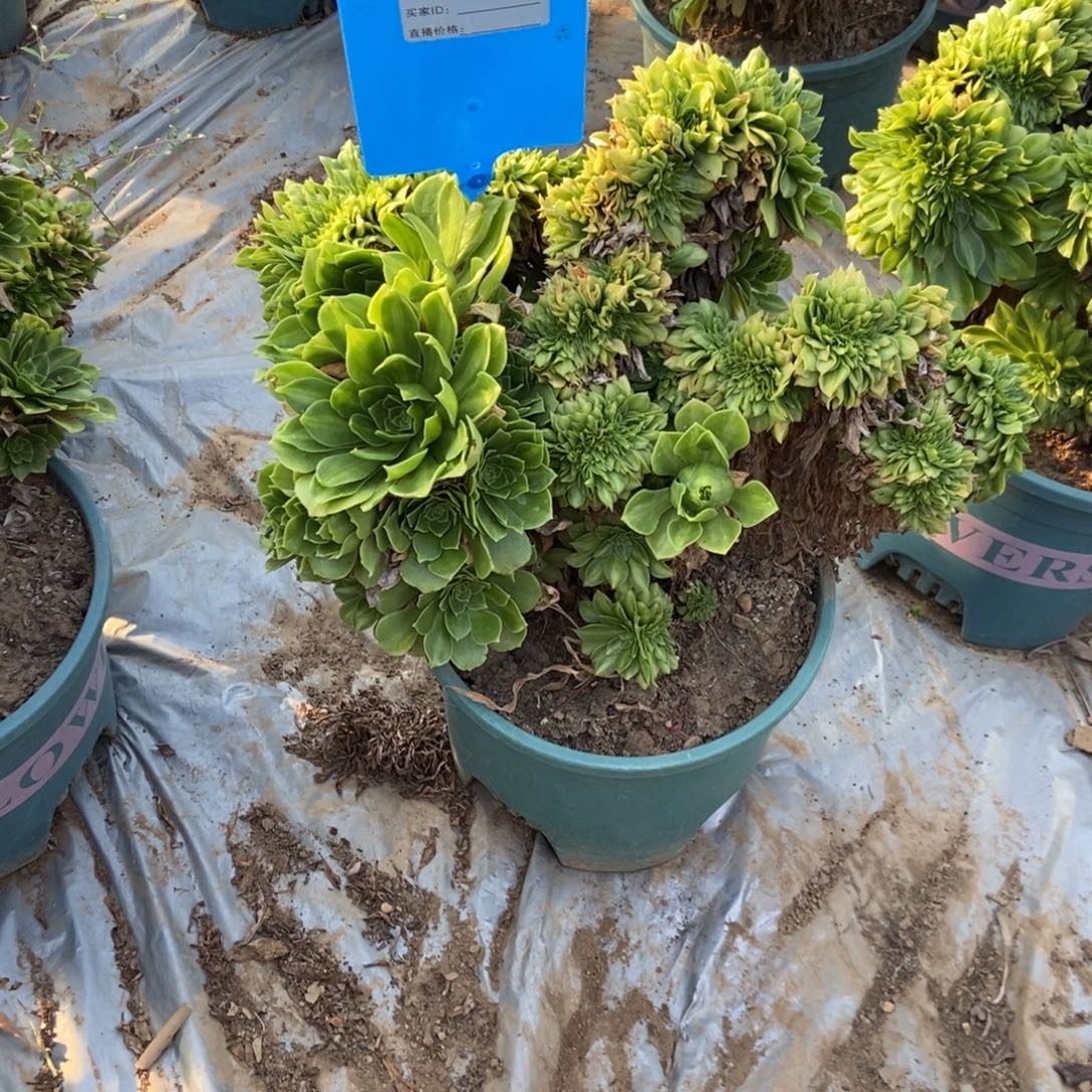 是***呀317金翡翠缀化处理