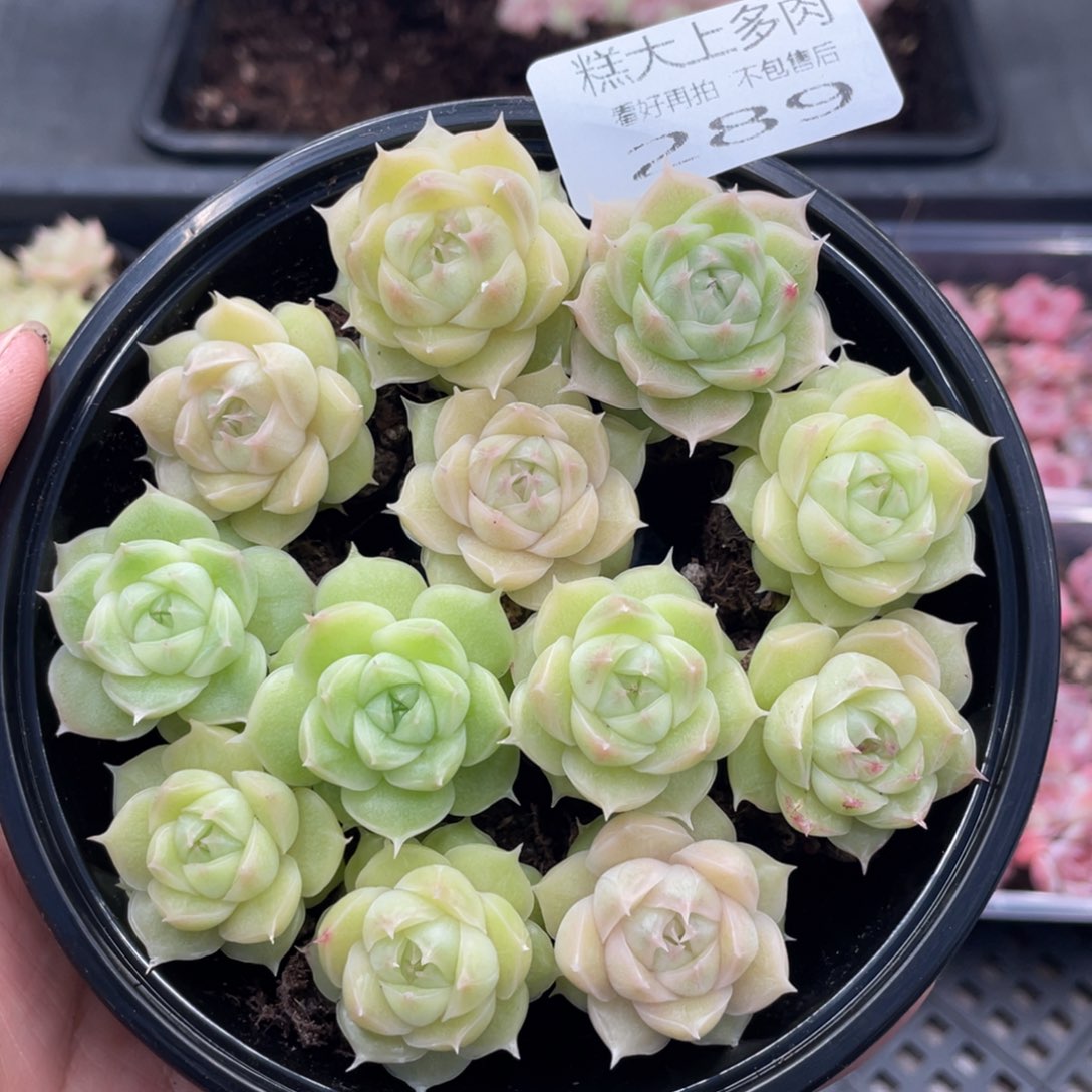 糕大上多肉植物289