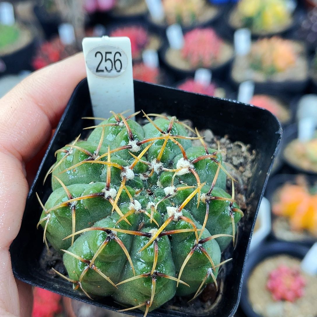 非偏远地区满25包邮仙人球