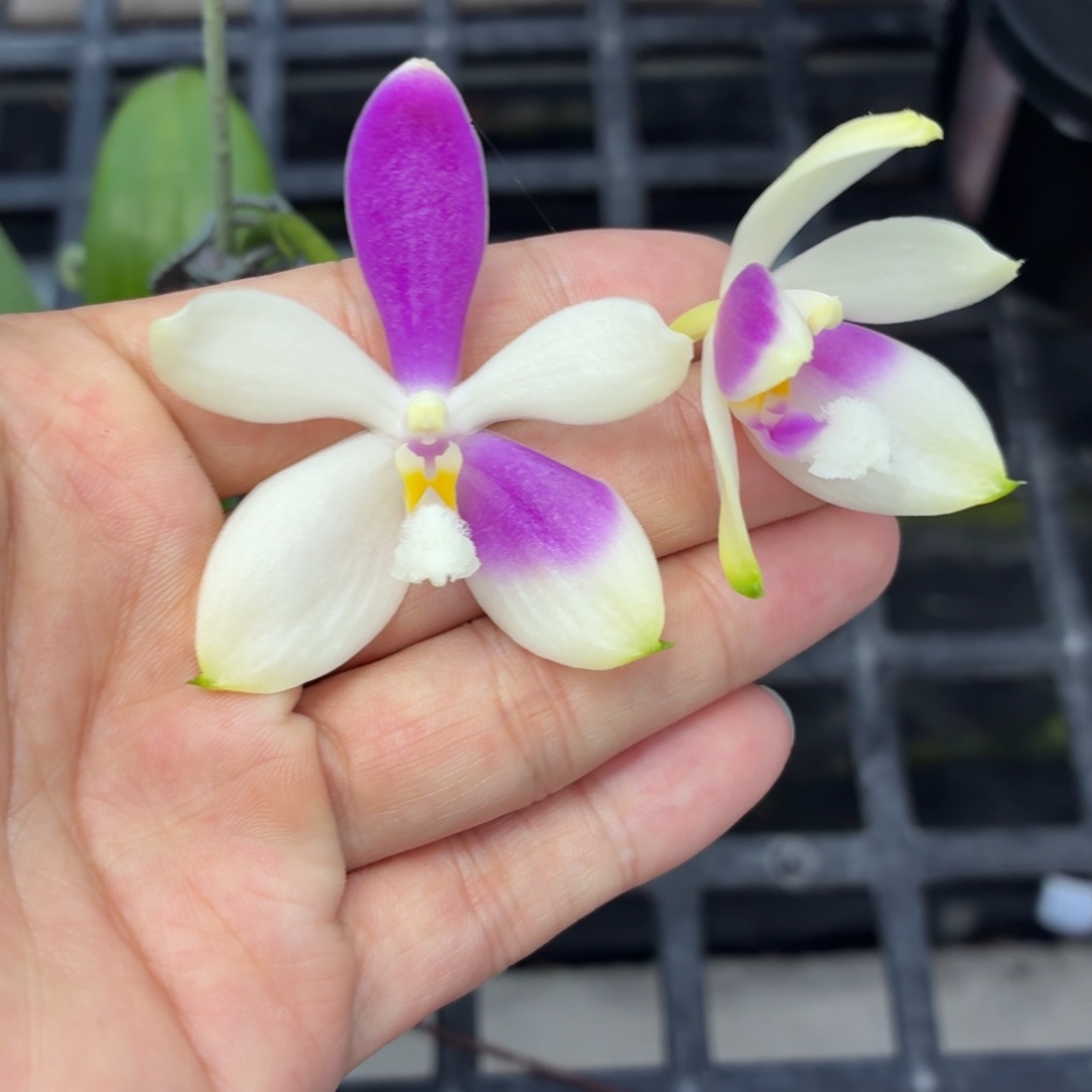 当前无花朵，栽培后可花朵A5620盈收宝贝