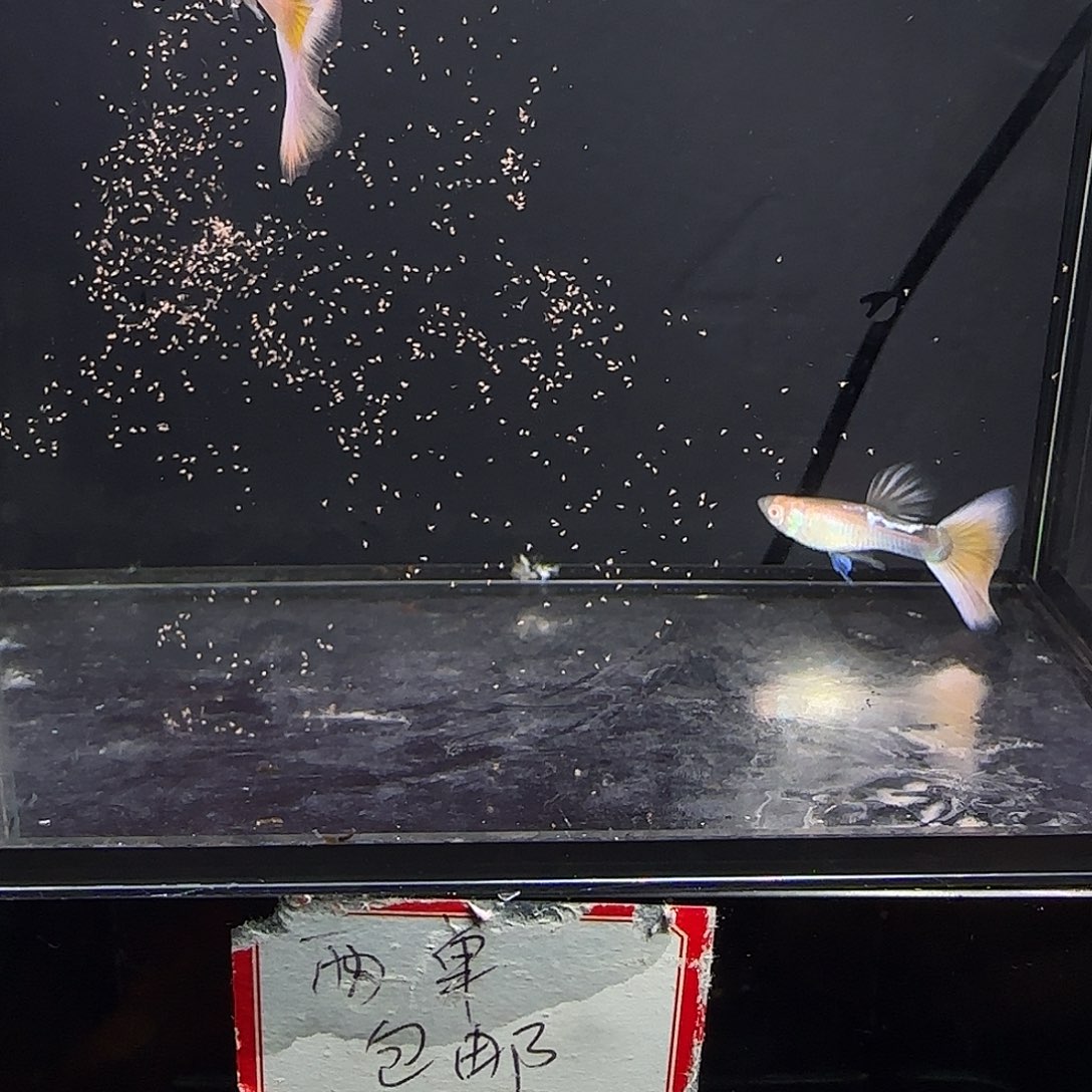 孔雀鱼樱花粉狮公鱼四条