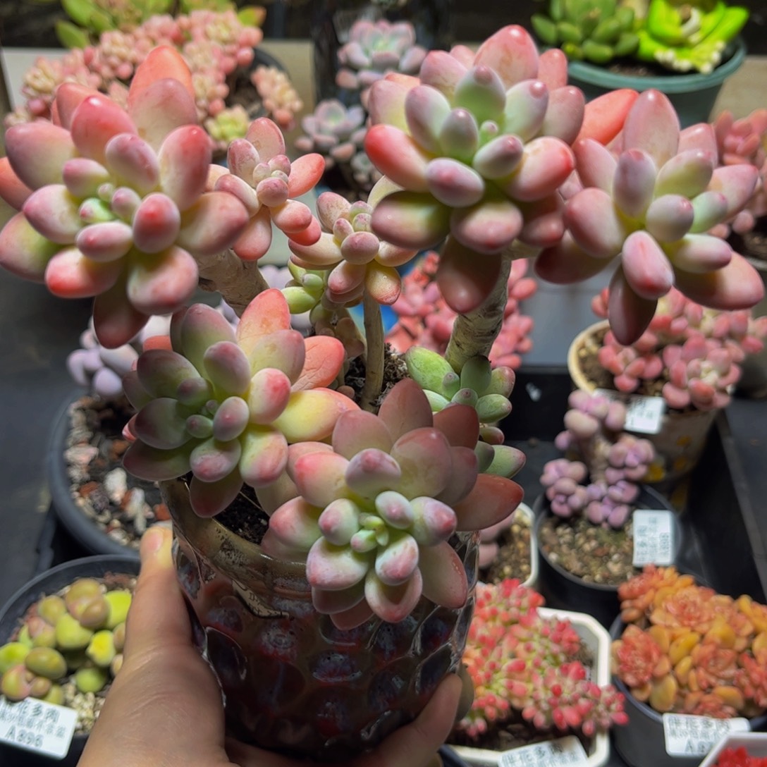 901苹果美人14厘米多肉