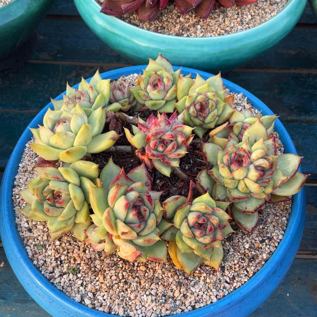 从前慢多肉精选编号0109.5555