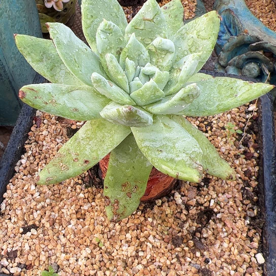 5311绿雪山仙女杯