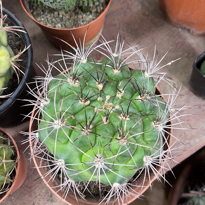 仙人球开花仙人球上