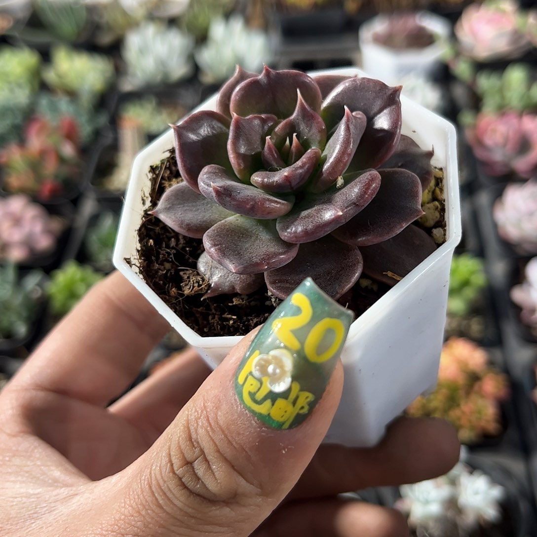 黑饺子皮单头发货有根