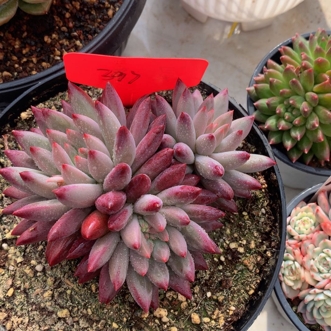 胖体越迷人7272727727227