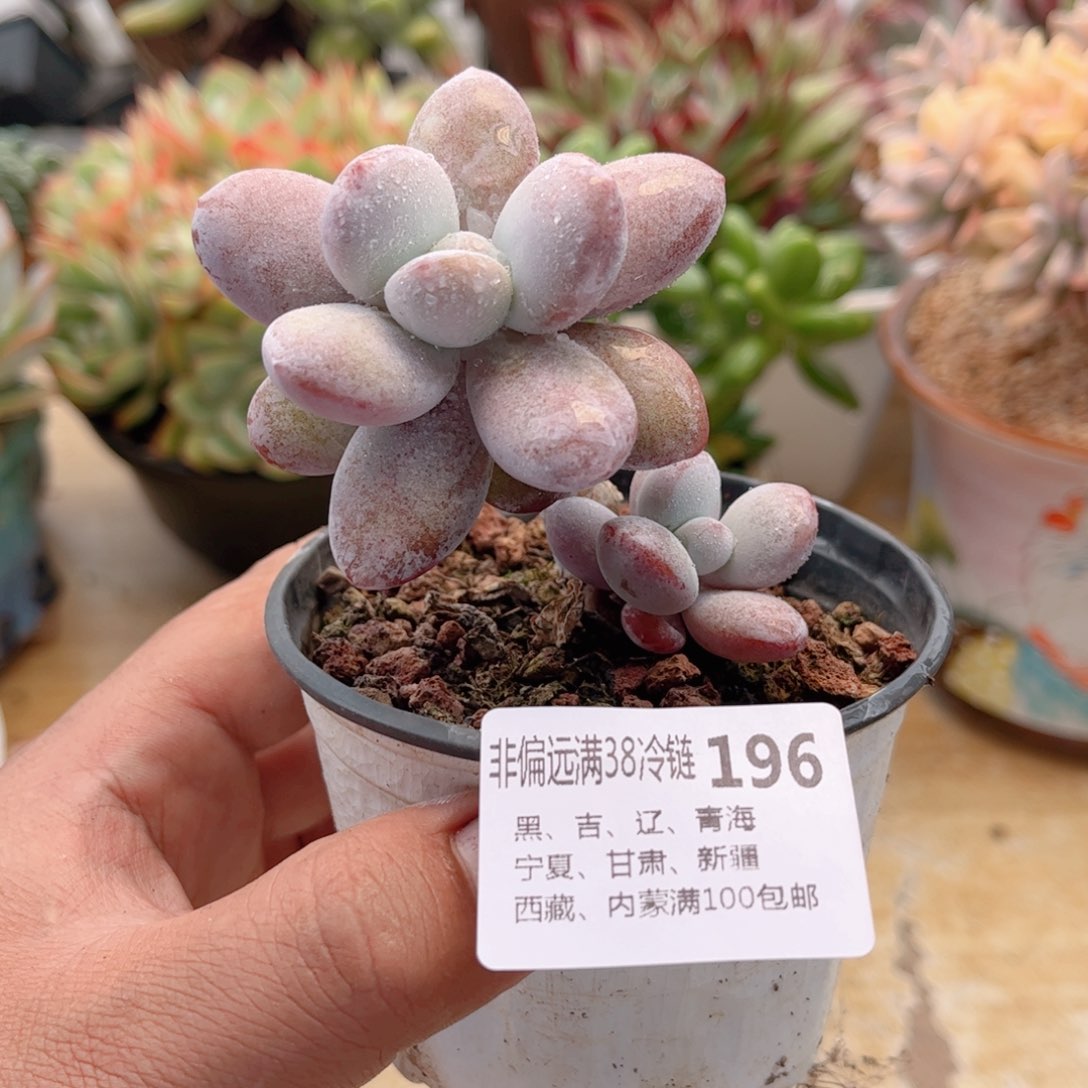 196雪美人德华多肉