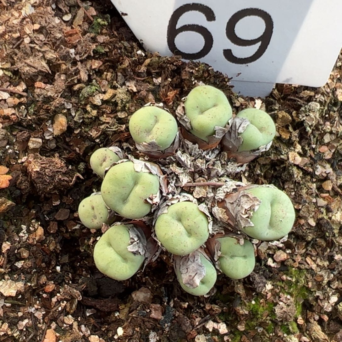 一物一拍脱土发69