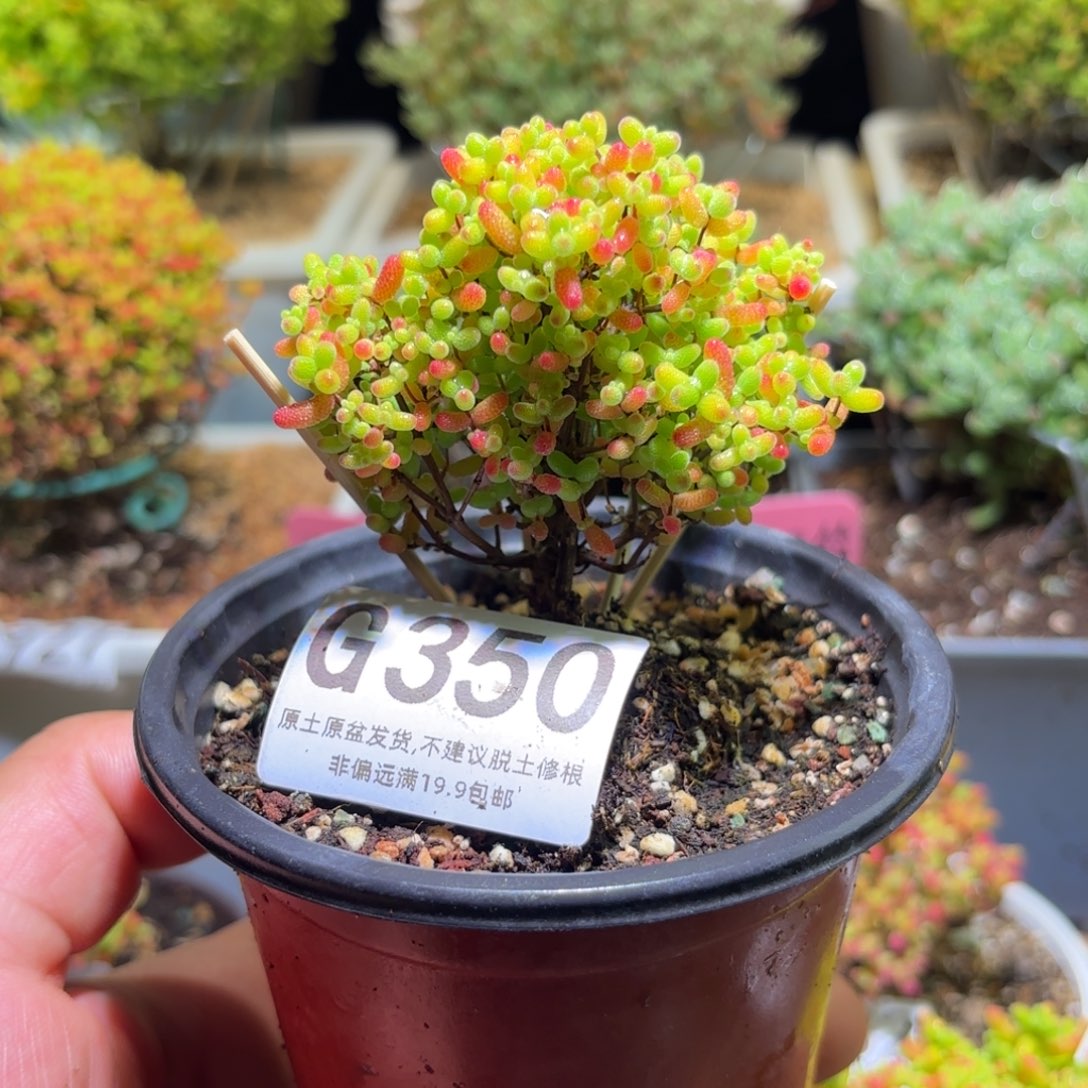 枝干番杏密橘糖球G350