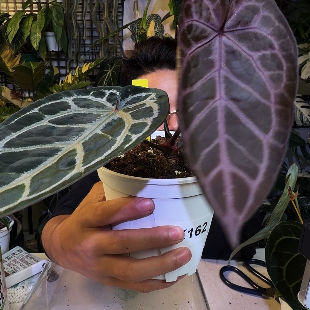 完全开放X163紫水晶