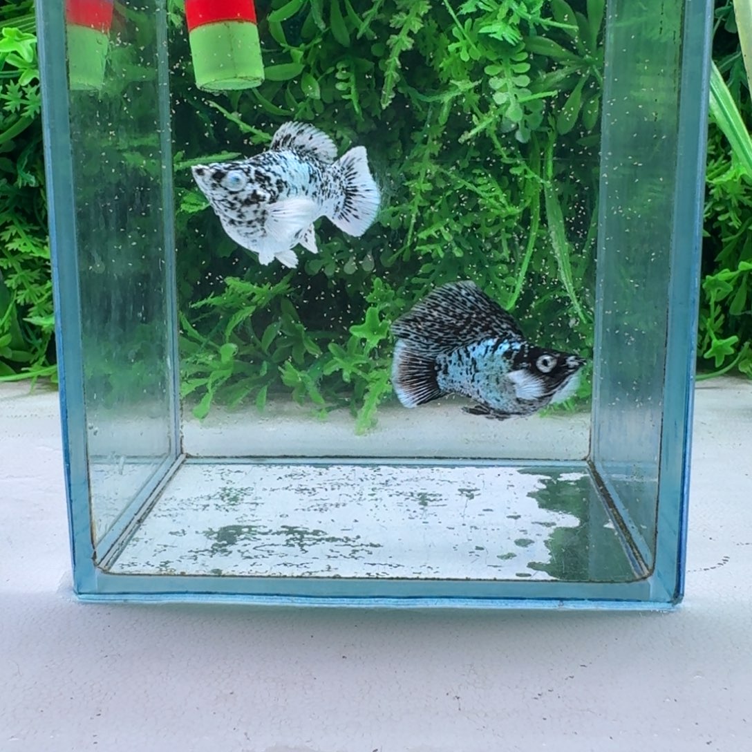 黑玛丽鱼177号玛丽2条