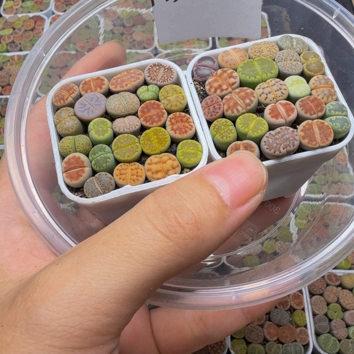 多肉植物的生长发育2