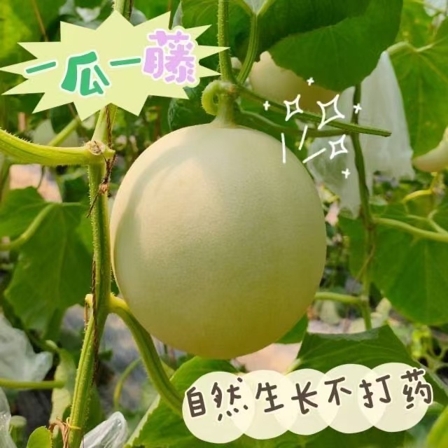 玉菇甜瓜冰淇淋蜜瓜海南现采现摘