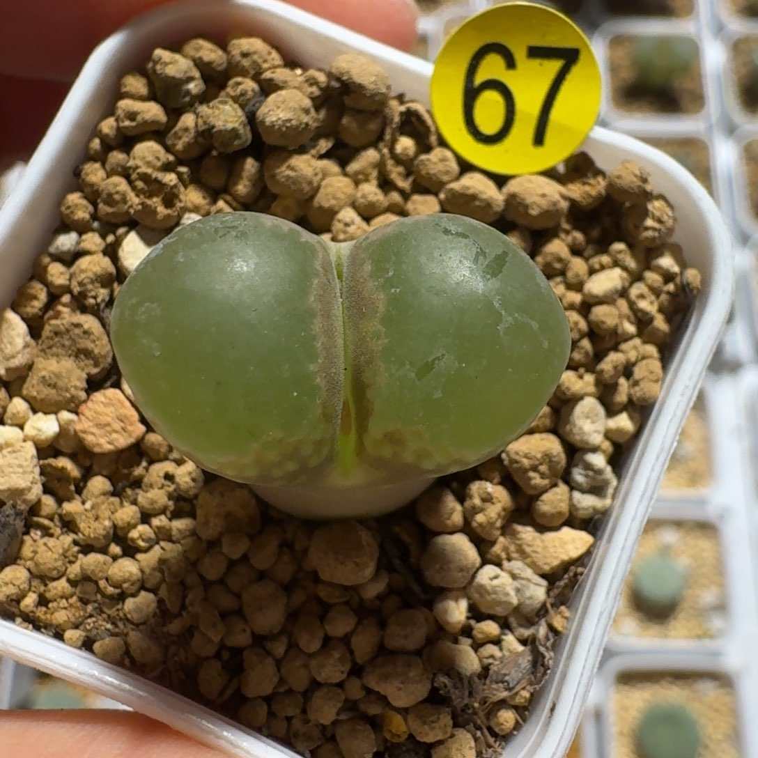 多肉........67....