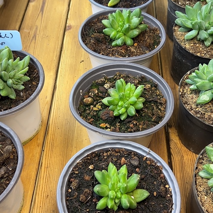 会***猪7颗领航员缀，一物一拍