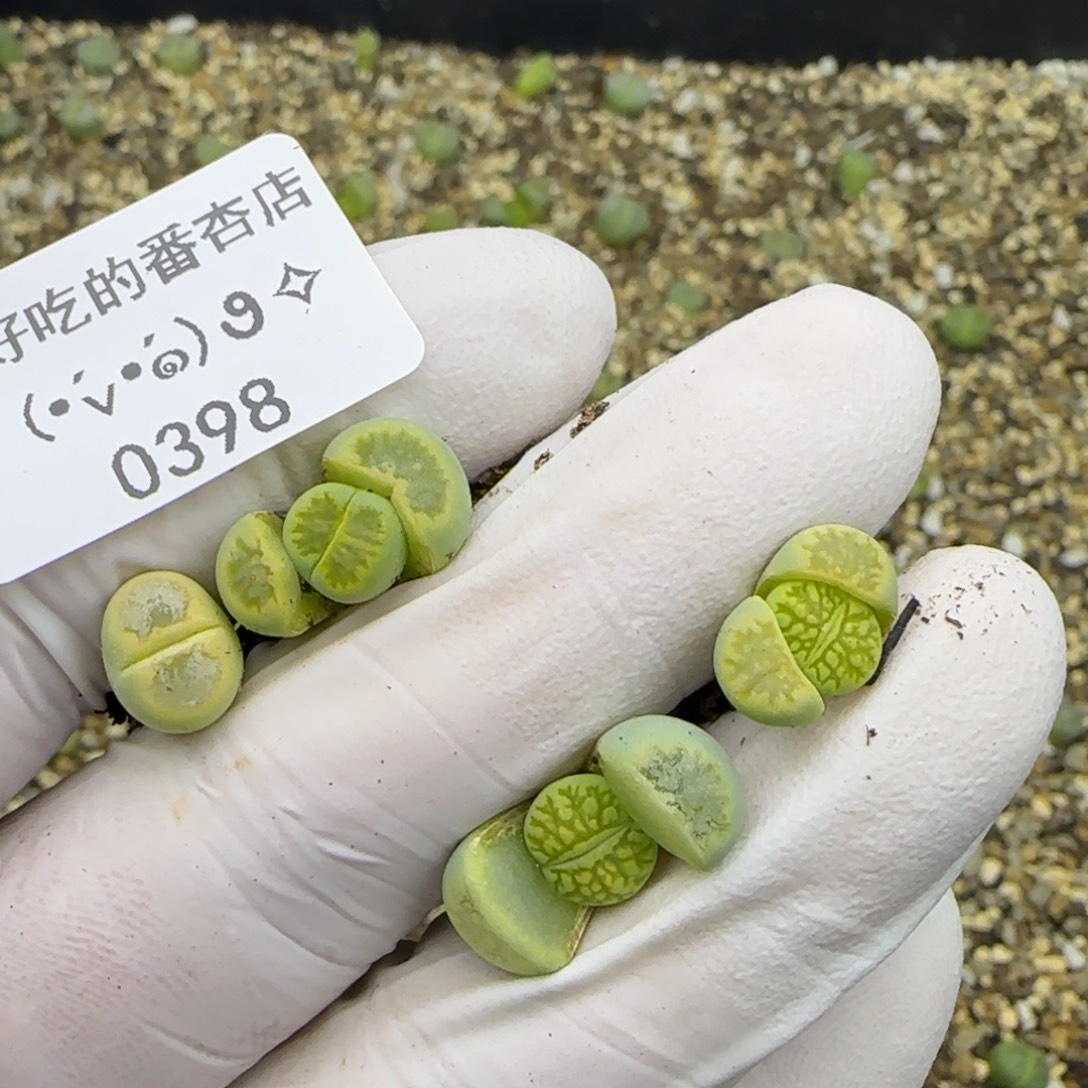 陈***陈0398。默认脱土。18包邮。偏远88包邮