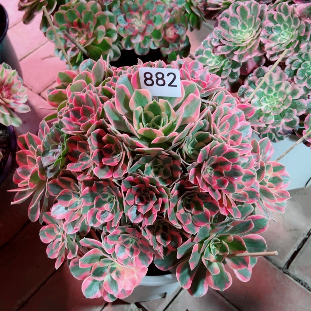 882红粉佳人法师多肉植物