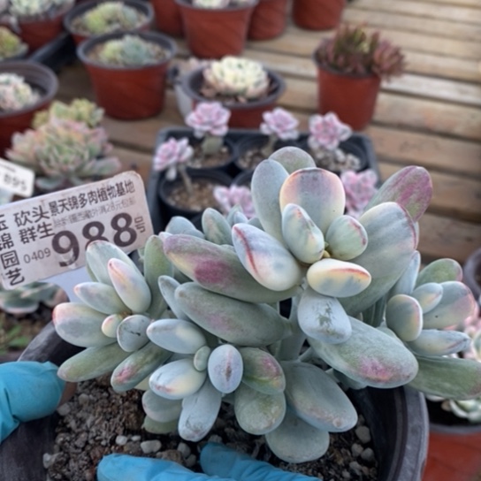 988一一一一一一一一一