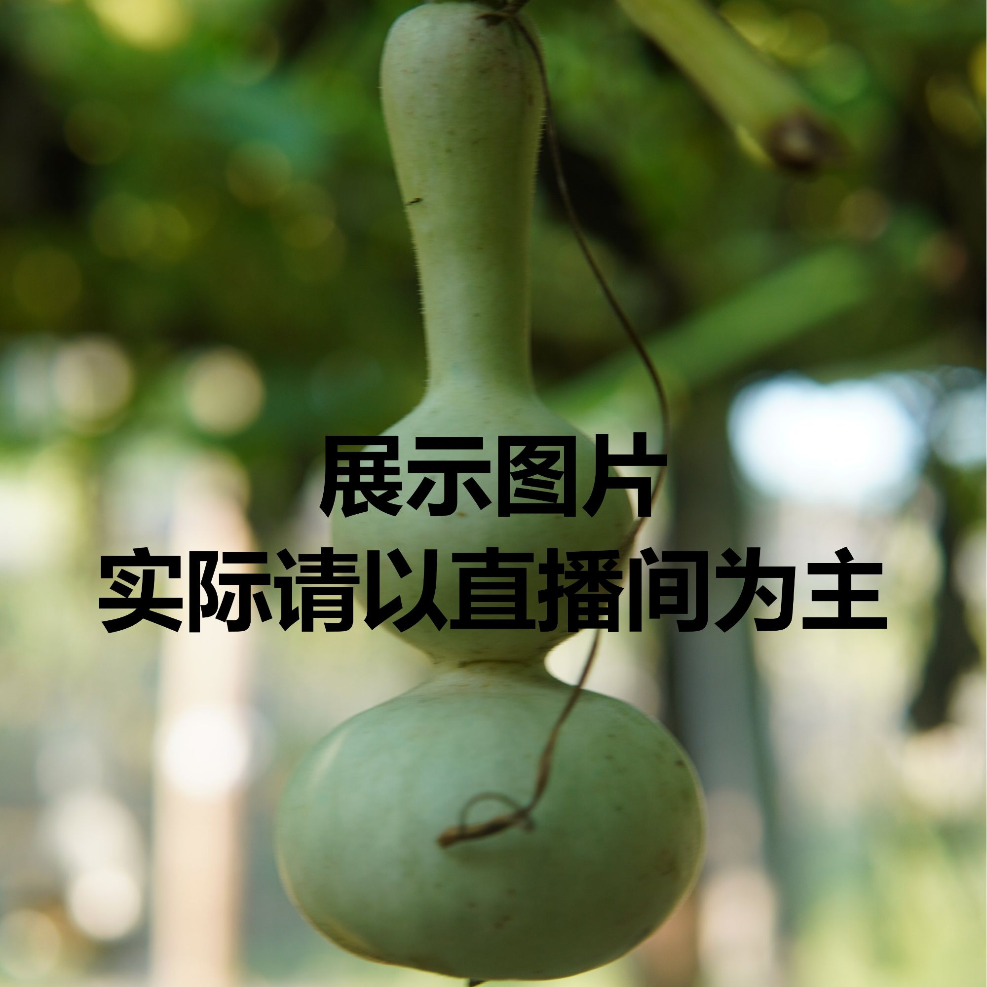 精品葫芦粗嘴八宝青皮