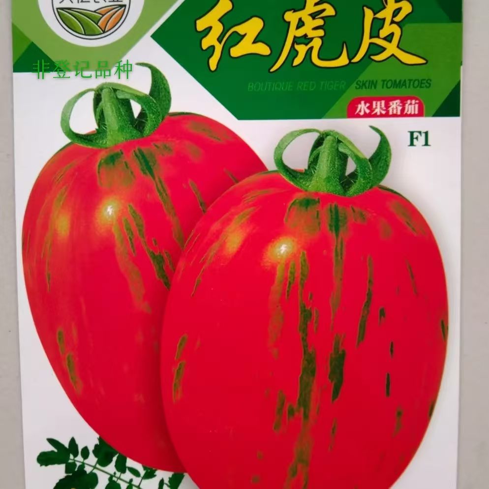 红虎皮水果番茄种子一代杂交酸甜可口抗寒耐热大棚小菜园阳台种子