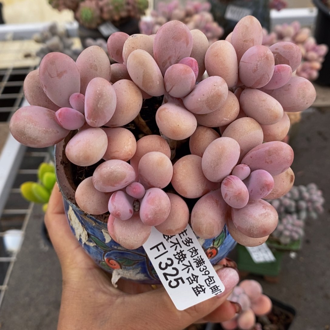 糖果桃蛋325/10c m