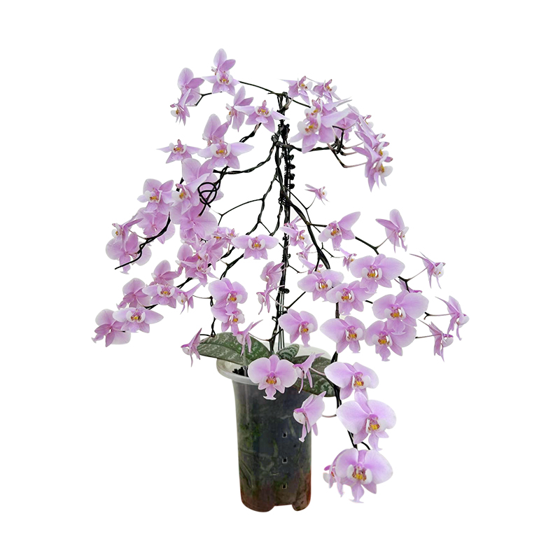 [西雷丽]4.5寸虎斑西原生蝴蝶兰苗淡香抽梗虎斑西雷丽 鲜花