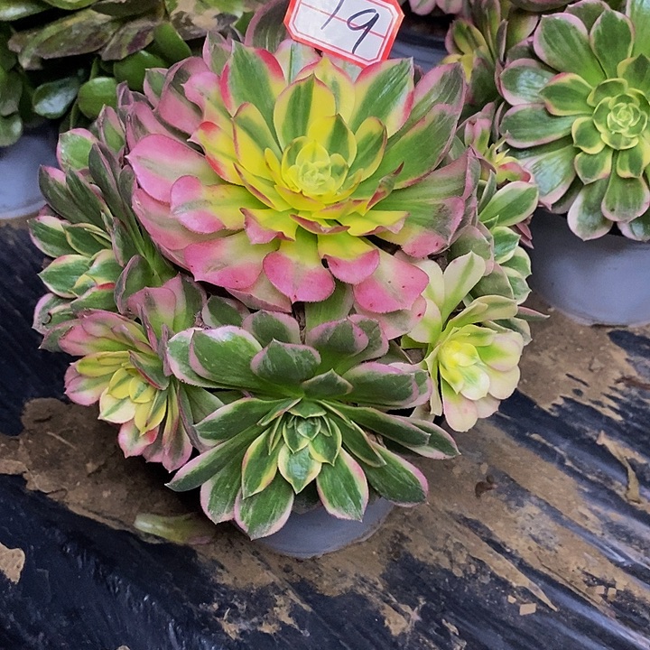 海仙老桩捧花19号