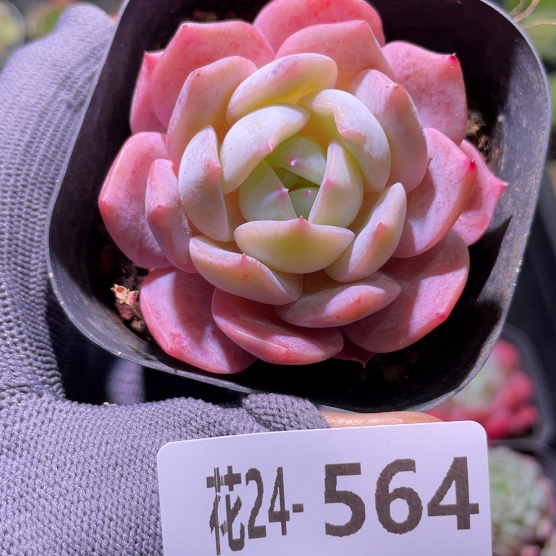 花利美24-564紫皇后