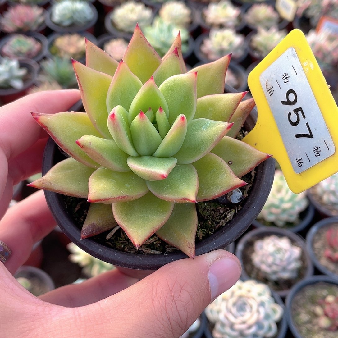 黄金米勒957号多肉