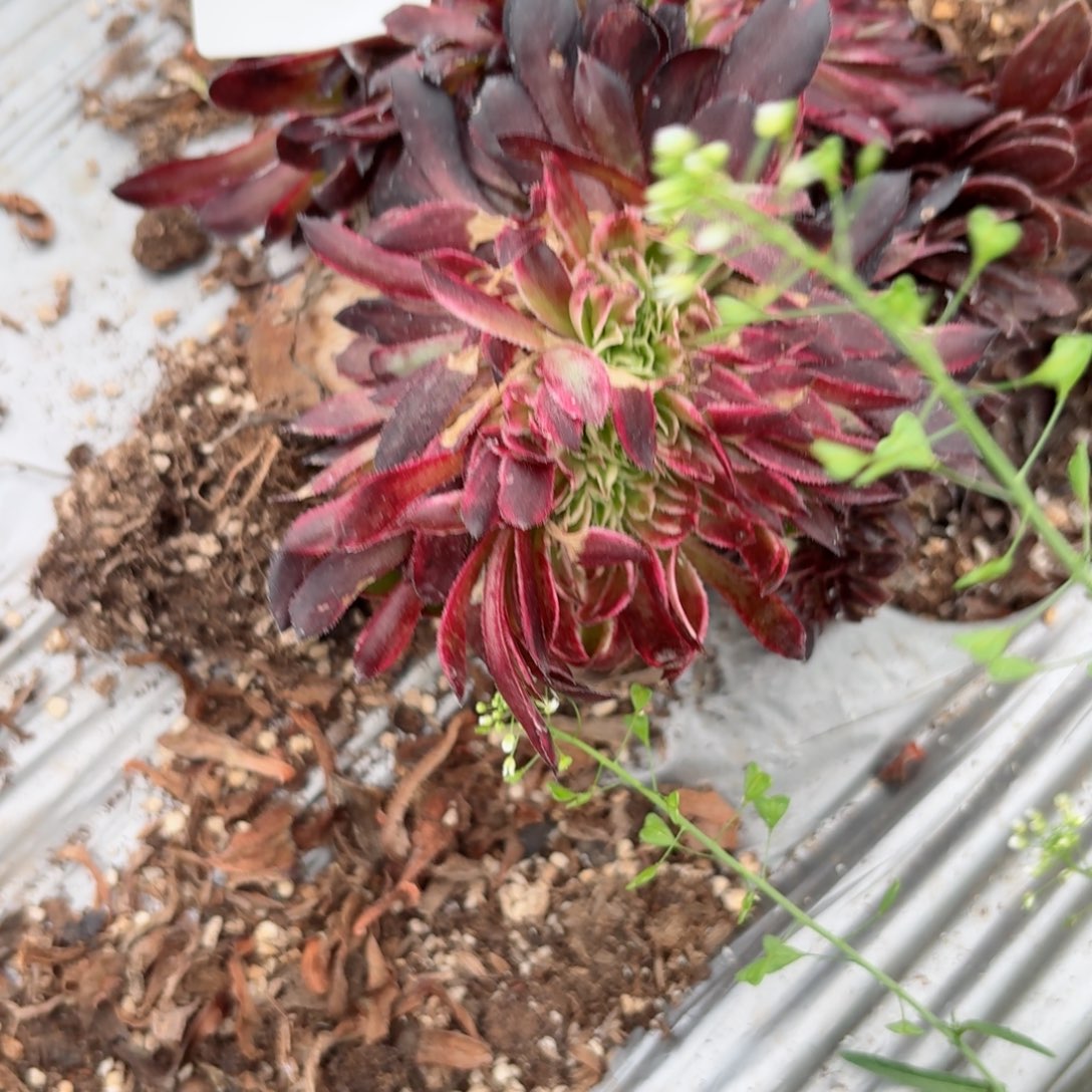 我8081 号多肉法师特价