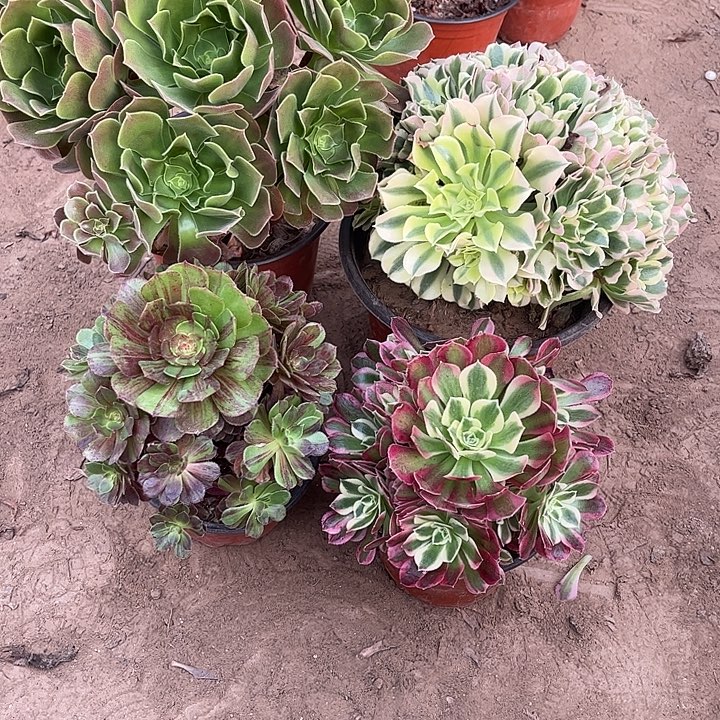 723多肉植物组合，