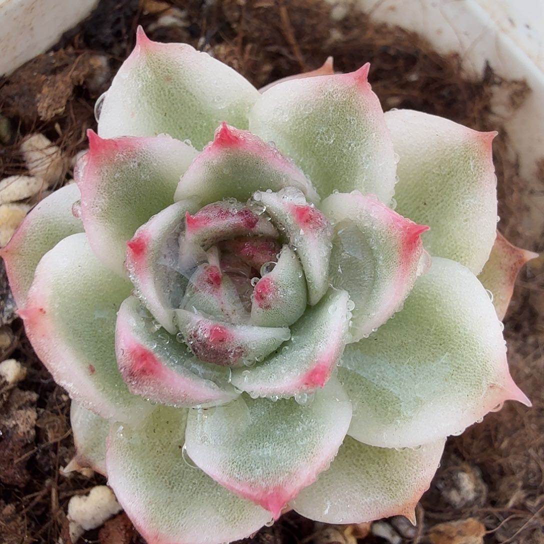 黑水晶锦，多肉植物