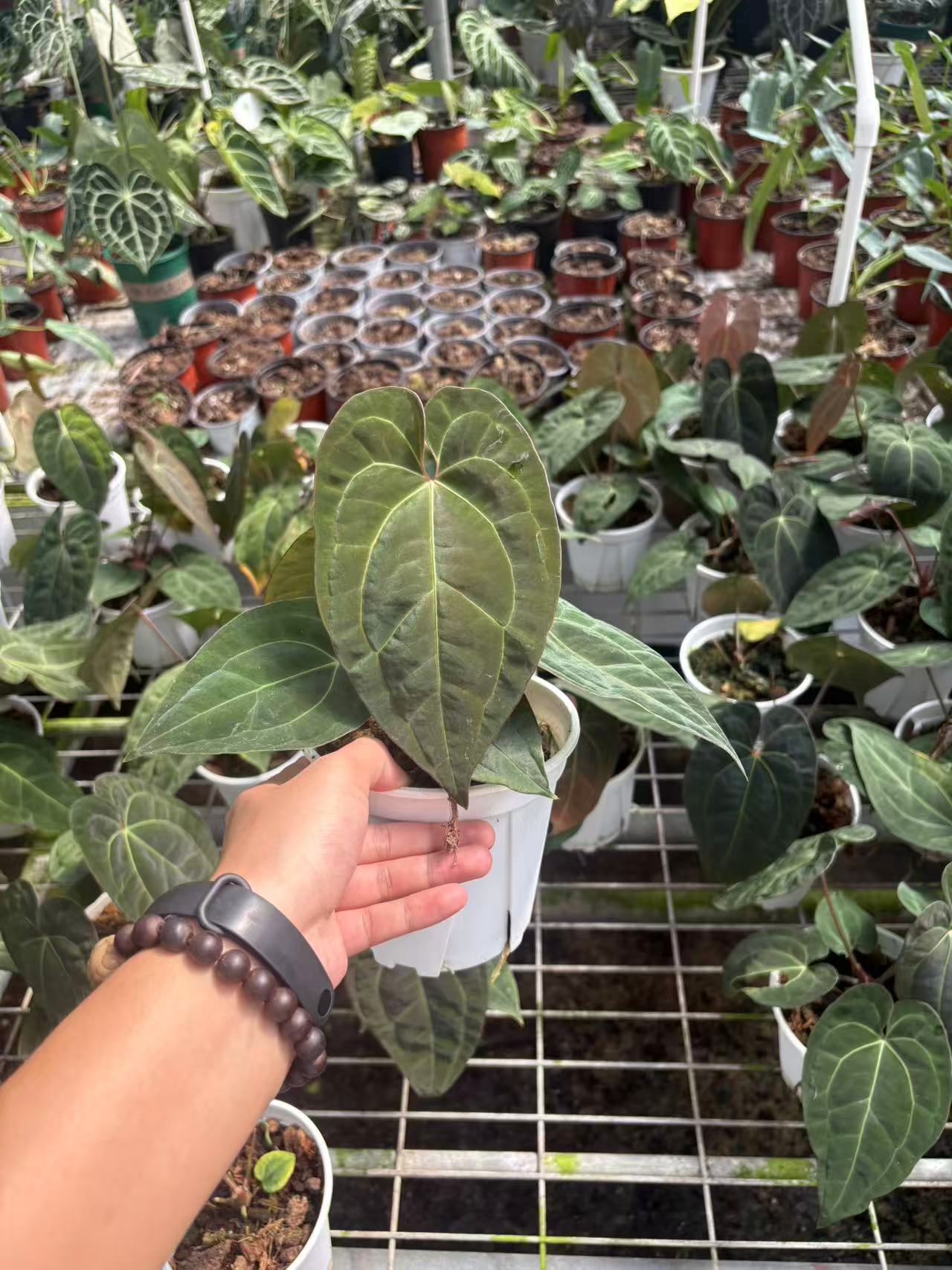 黑凤凰花烛热带绿植棚内养定可室内观赏好养植物