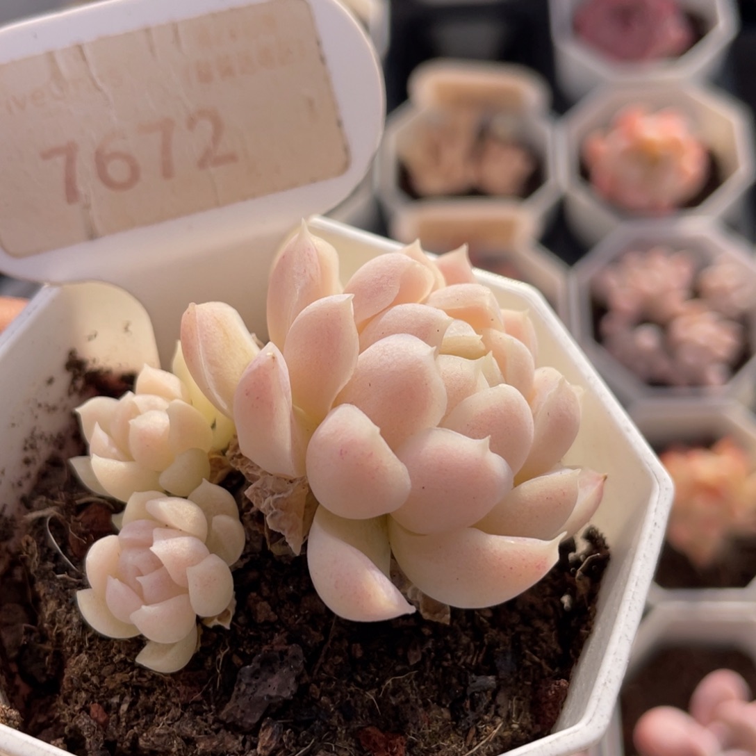 白月影7672-5.0厘米