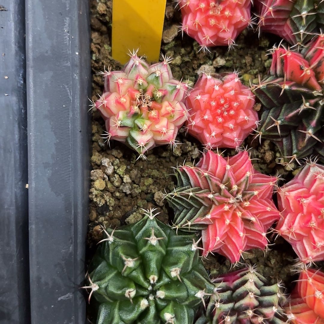 燚***爱4-1028泰国发货多肉