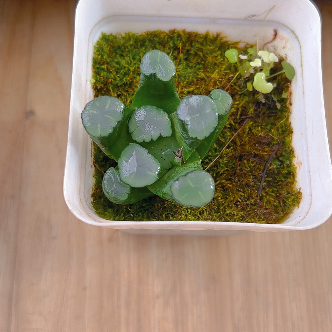 天照万象多肉植物