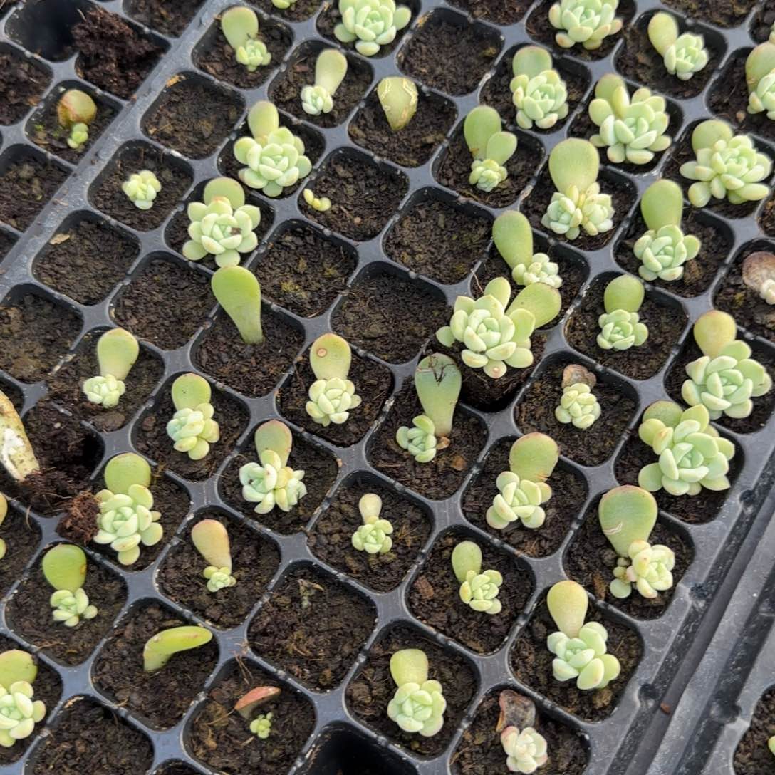 646 穴3个满25包邮