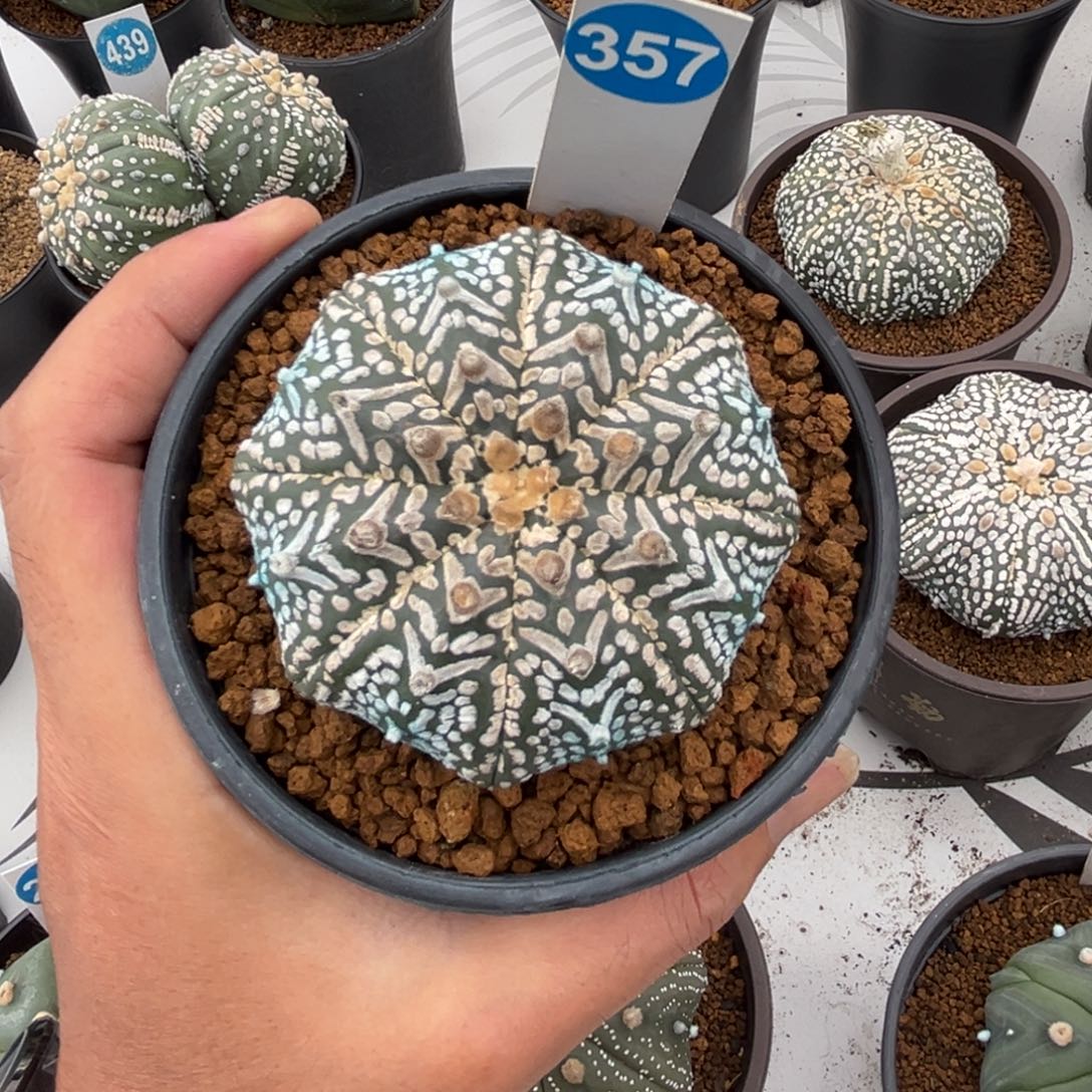 357实生V字兜带盆