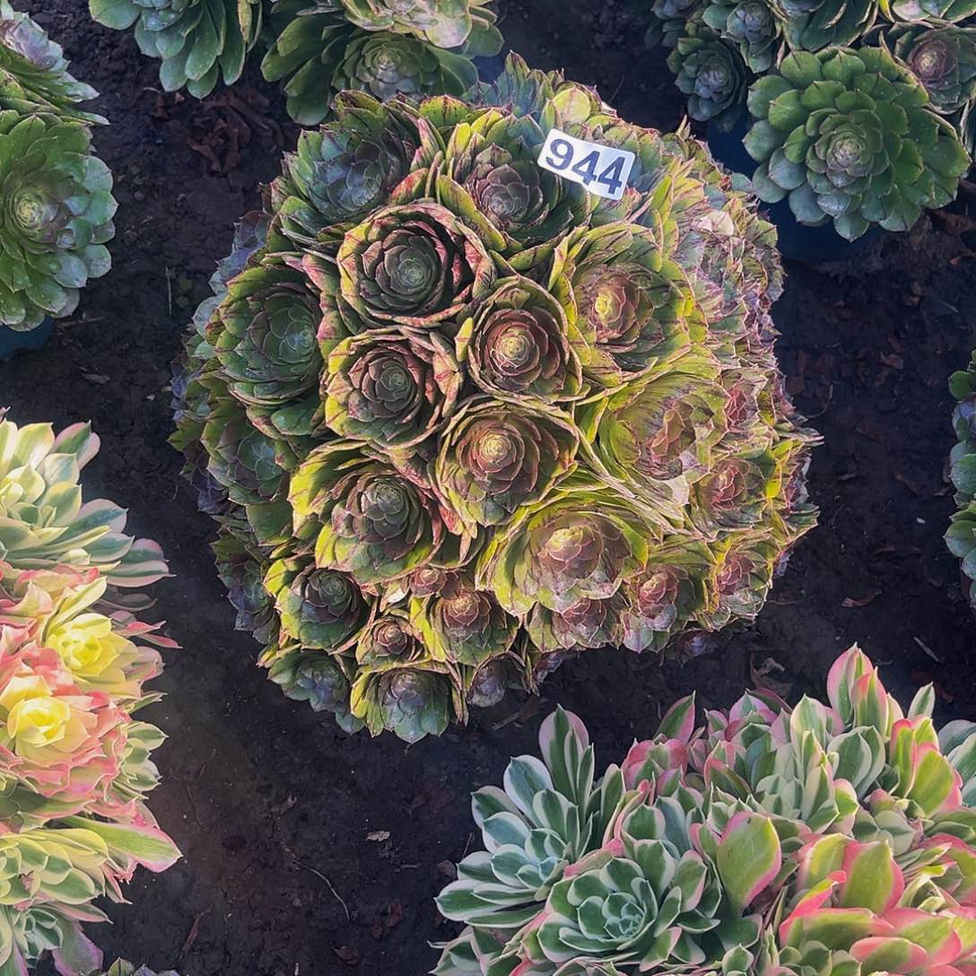 法师法师14–23包邮法师